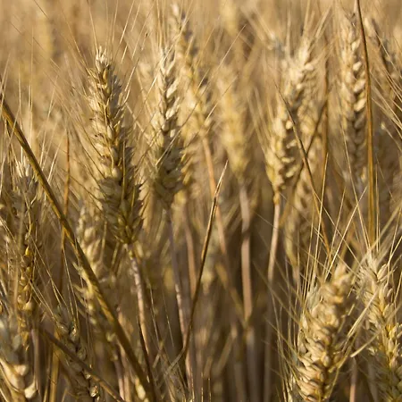 Au Petit Bonheur De Hébergement de vacances *