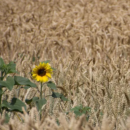 Hébergement de vacances Au Petit Bonheur De Lorigné