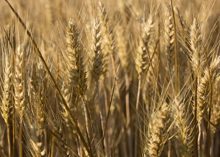 Au Petit Bonheur De Vakantiehuis *