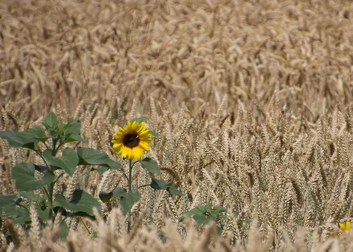 Vakantiehuis Au Petit Bonheur De Lorigné